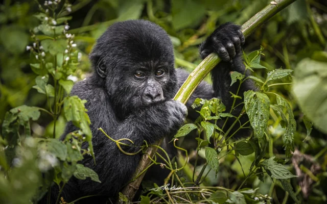 5 Day Gorilla & Chimp Safari
