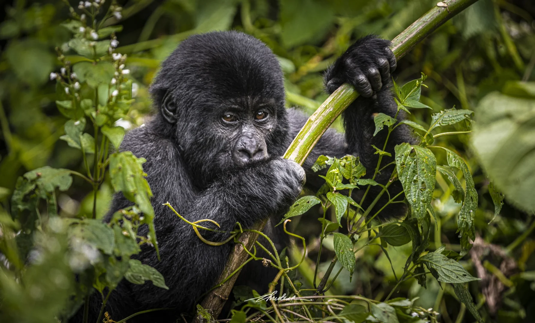 Kibale Weather Guide: Best Time to Visit Kibale National Park for Chimpanzee Trekking and Safaris — Uganda safari travel guide