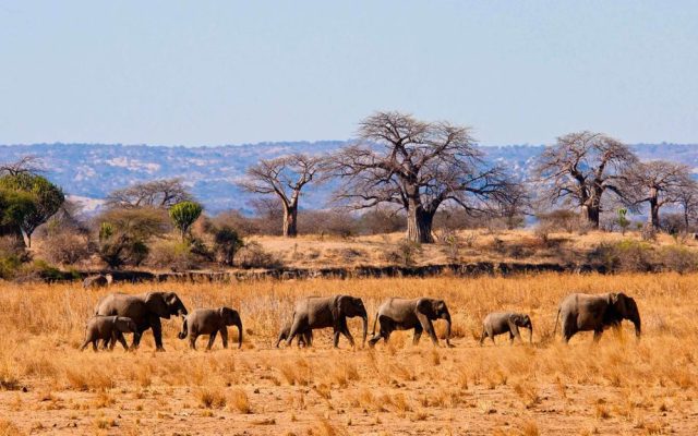1 Day Tarangire National Park Safari (Tanzania)