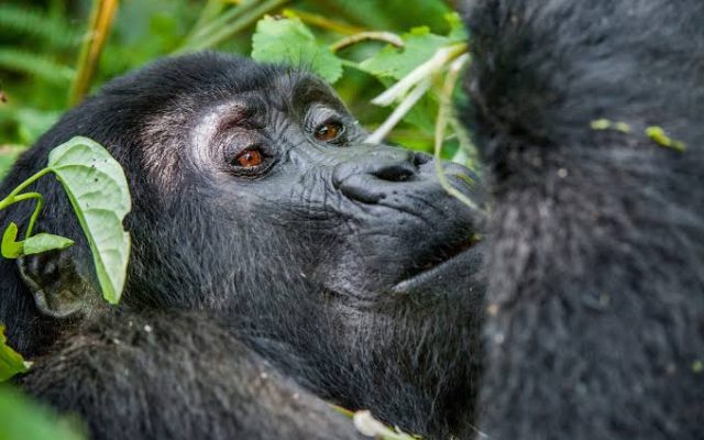 1 Day Uganda Gorilla Tour (from Kigali or Kisoro)