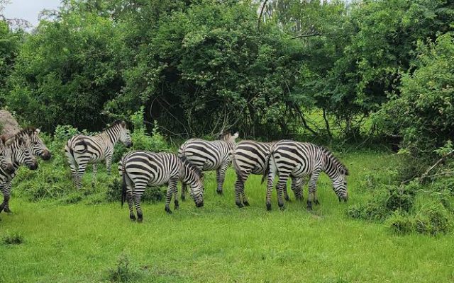 1 Day Lake Mburo Safari