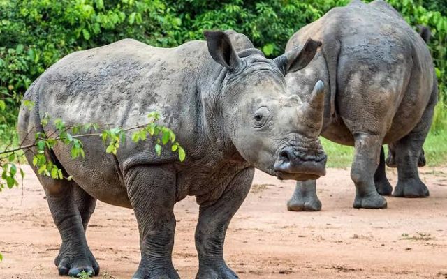 1 Day Rhino Tracking at Ziwa Sanctuary
