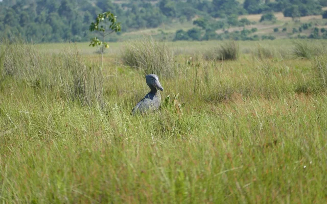 1 Day Shoebill Safari — Mabamba Swamp