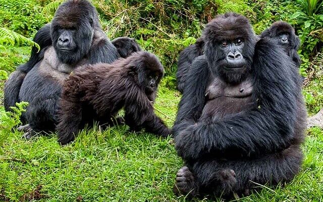 10 Days Uganda & Rwanda Gorilla Safari
