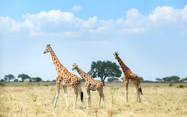 10 Days Uganda & Rwanda Safari Tour