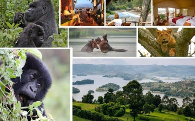 10 Days Uganda & Rwanda Safari Tour