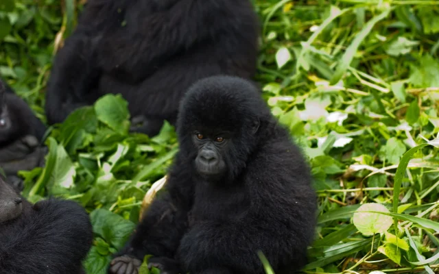 10 Days Rwanda, Congo & Uganda Classic Tour