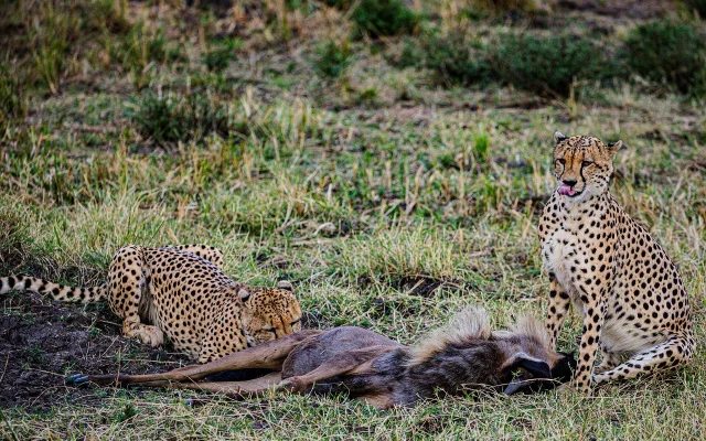 10 Days Uganda & Rwanda Gorilla Safari