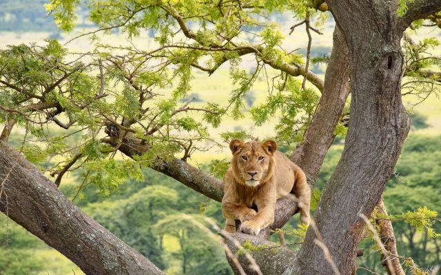 10 Day Ultimate Uganda Safari