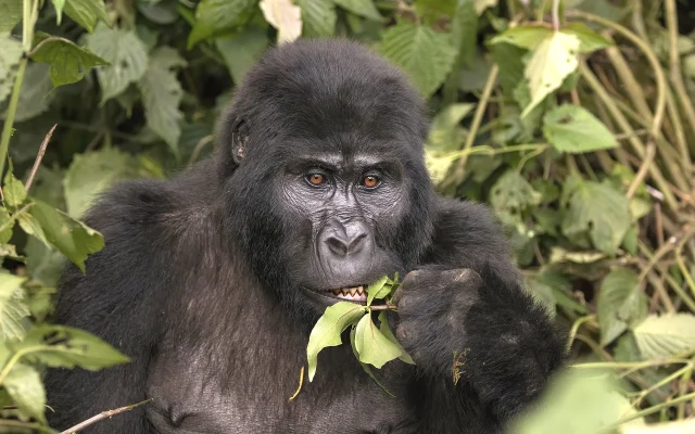10 Day Ultimate Uganda Safari