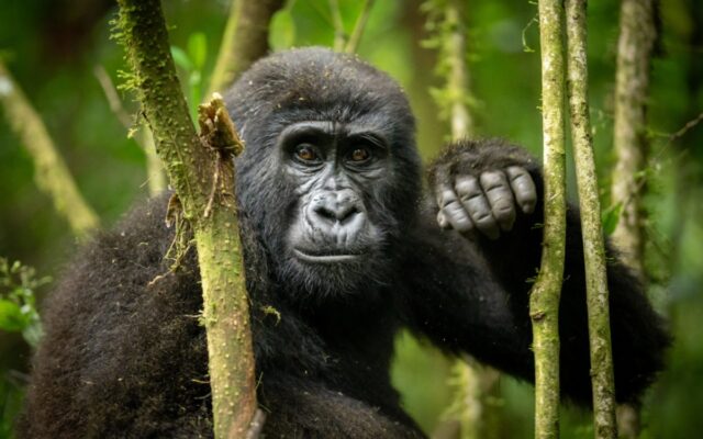 12 Days Uganda Wildlife and Gorillas Safari