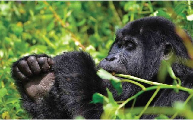12 Day Uganda Explorer Safari
