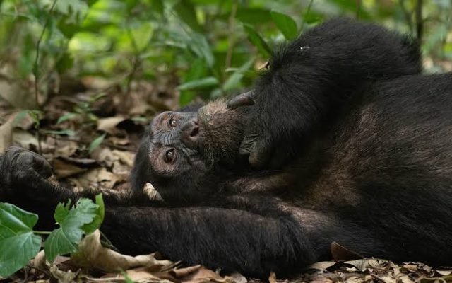 12 Day Uganda & Rwanda Safari
