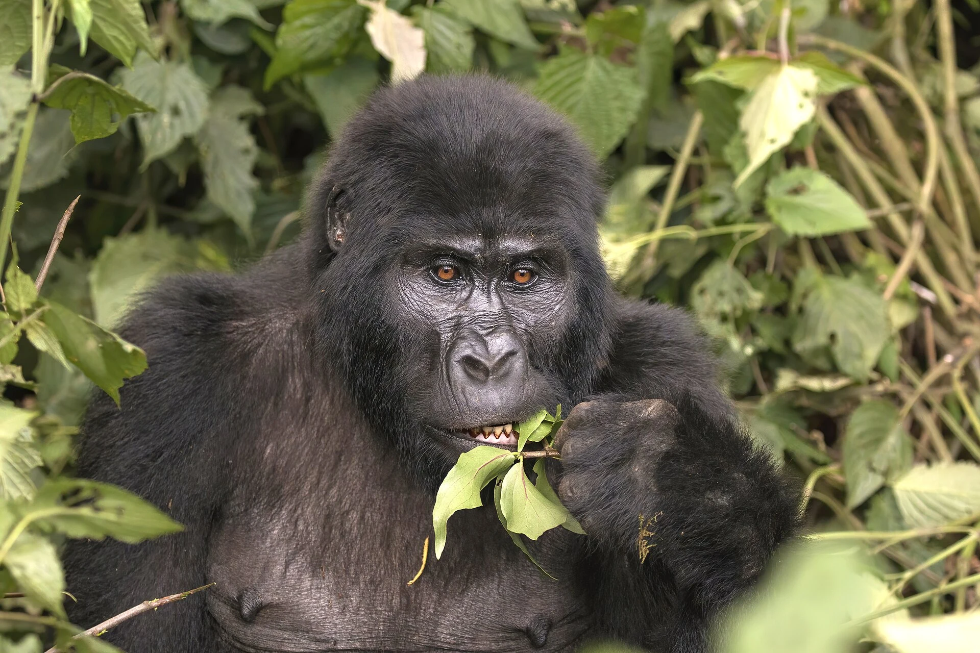 Gorilla Leisure Lodge