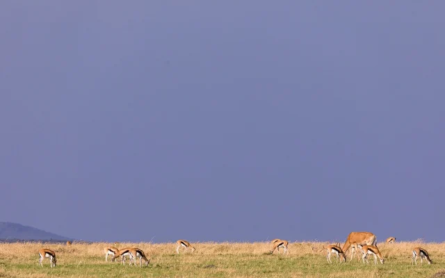 13 Days Uganda Rwanda Safari