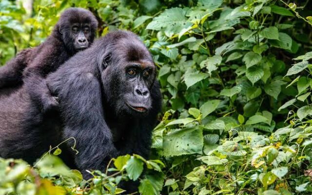 14 Days Uganda Rwanda Gorilla Tour — Double Trekking