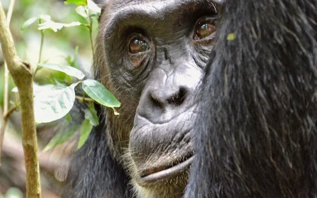 14 Days Uganda Wildlife Safari