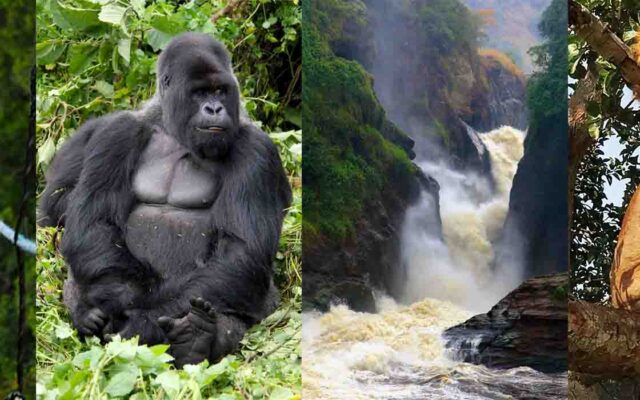 15 Days Congo, Uganda & Rwanda Tour