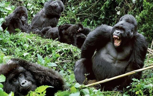 15 Days Congo, Uganda & Rwanda Tour