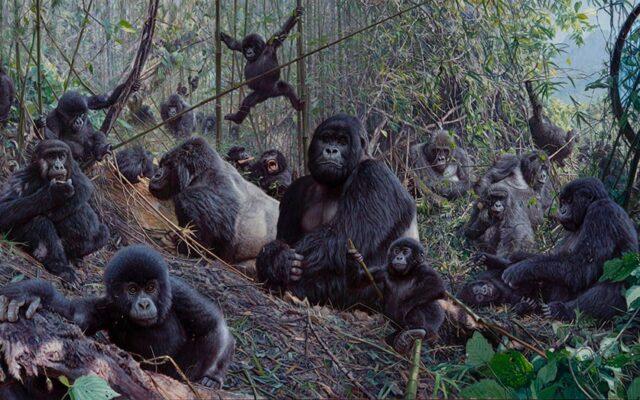 15 Days Uganda, Rwanda & Congo Safari