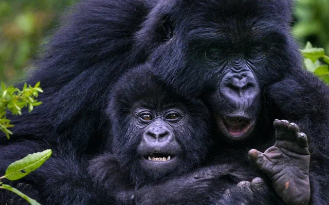 15 Days Best of Uganda Safari