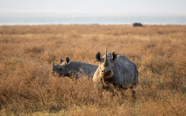 2 Days Akagera National Park Safari