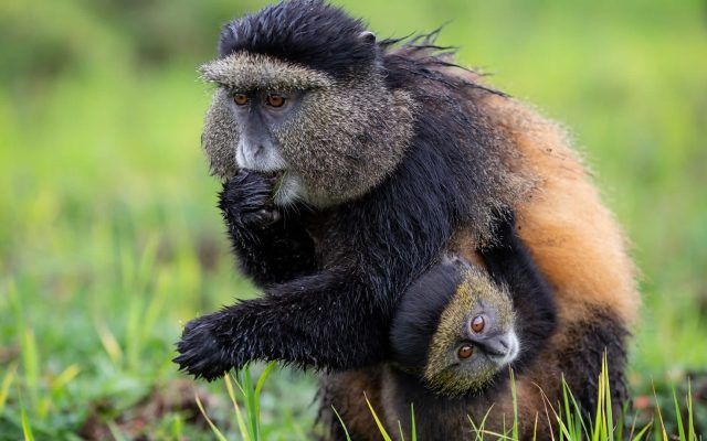 2 Days Golden Monkey Trekking (Rwanda)