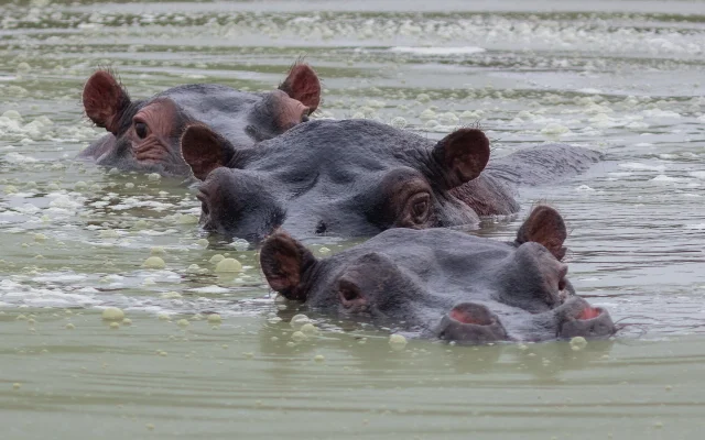 2 Days Lake Mburo Safari