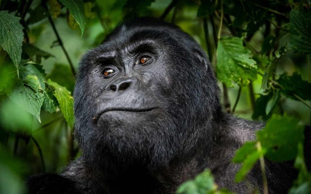 3 Day Luxury Fly-In Gorilla Safari