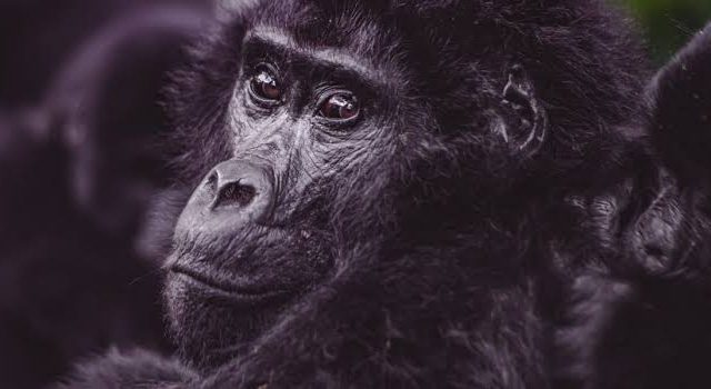 4 Day Gorilla Trekking from Kigali