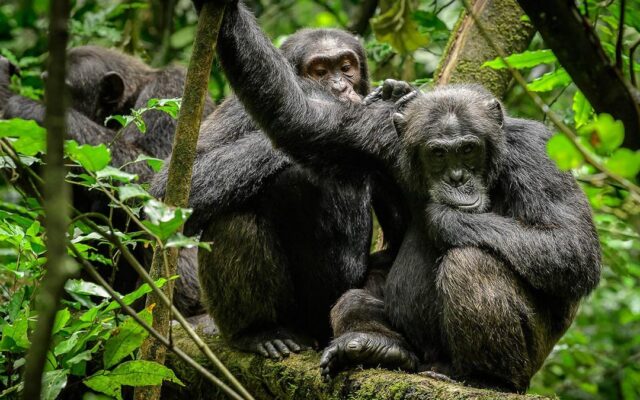 4 Days Uganda Safari