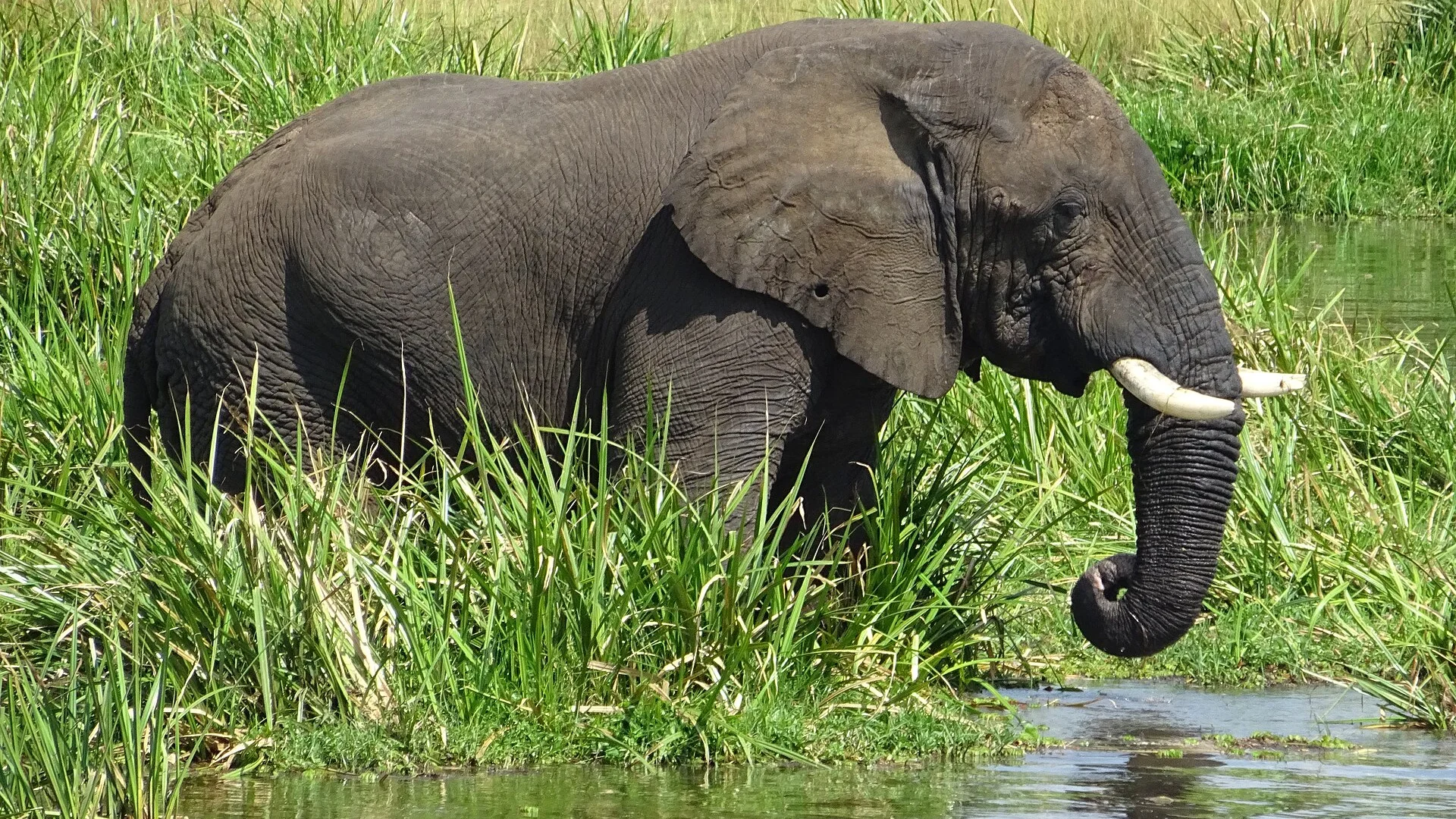Best Budget Lodges in Uganda for Affordable Safari Travel — Uganda safari travel guide