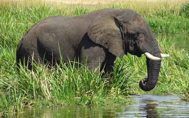 Budget Gorilla Trekking Safari