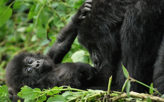 4 Days Double Gorilla Trek Rwanda