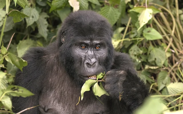 7 Days Best of Uganda Tour