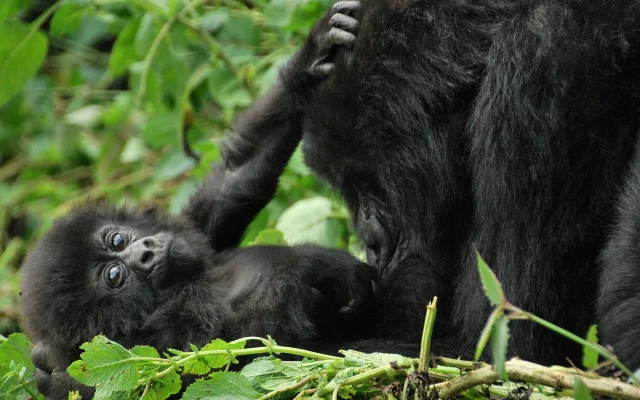 7 Days Rwanda Primates Tour — Gorillas, Golden Monkeys & Chimps
