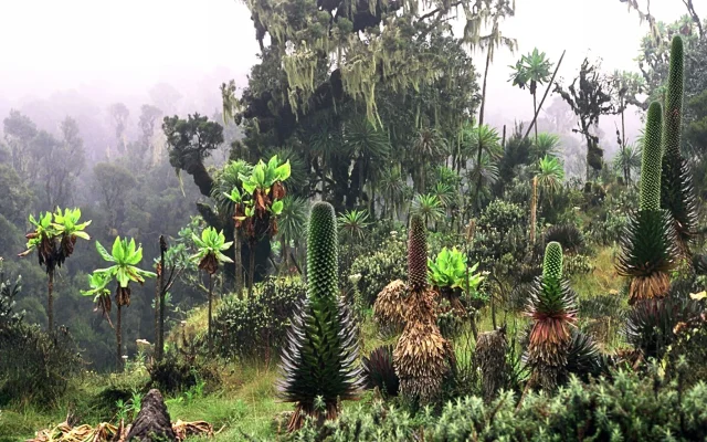 7 Days Rwenzori Mountains Trek (Uganda)