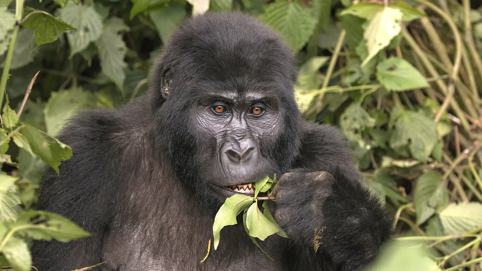 Uganda Currency: Complete Guide for Travelers to the Pearl of Africa — Uganda safari travel guide