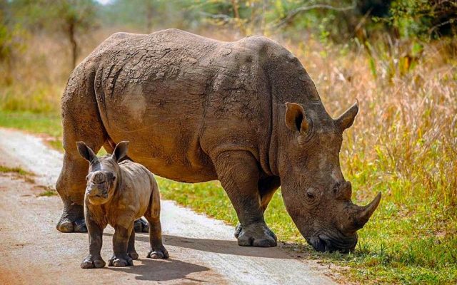8 Day Big Five & Primates Safari