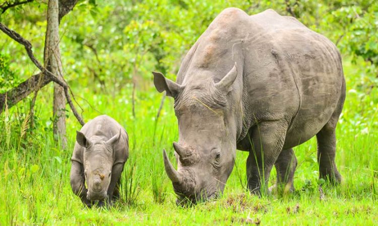 Uganda trekking support teams and trackers