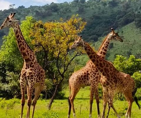 3 Days Akagera National Park Safari