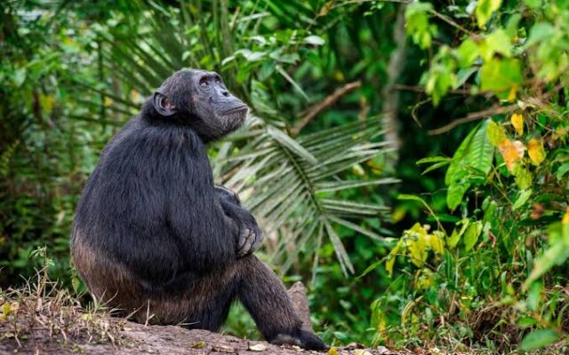 5 Days Rwanda Gorillas & Chimpanzees Safari
