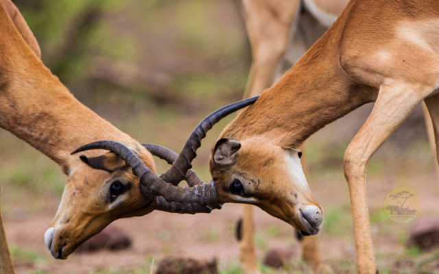 East Madi Wildlife Reserve