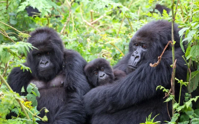 11 Days Best of Uganda Safari