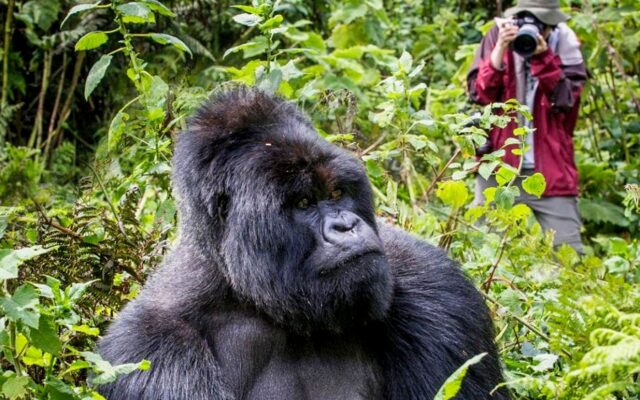 3 Days Gorillas & Lake Bunyonyi