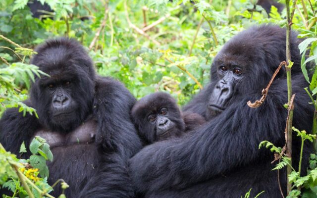 7 Days Best of Uganda Tour