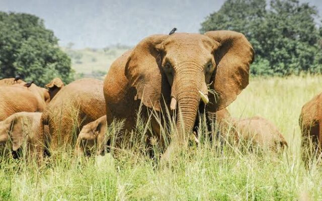 4 Days Kidepo Valley Safari