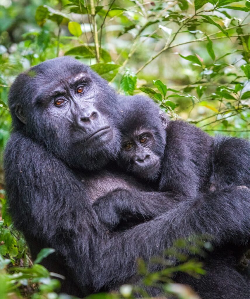 mountain gorilla in bwindi