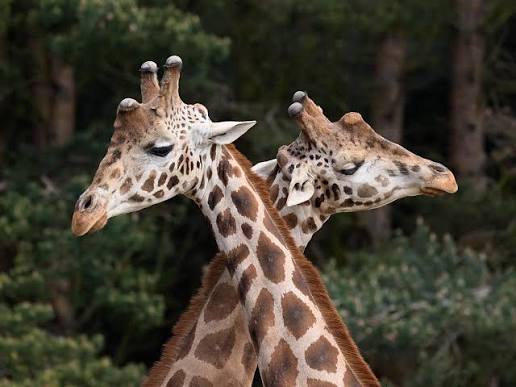 Nubian Giraffe