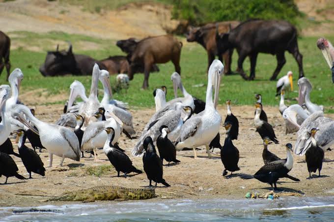 Queen Elizabeth Birding Safaris